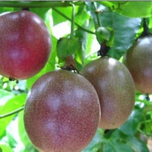 Gói 10 Hạt giống chanh dây Đài Loan - chanh leo tím