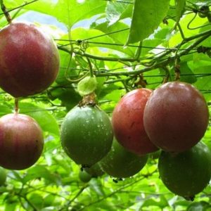 Gói 10 Hạt giống chanh dây Đài Loan - chanh leo tím