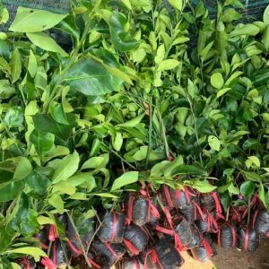 Cây giống chanh không hạt tứ quý bông tím trái chùm