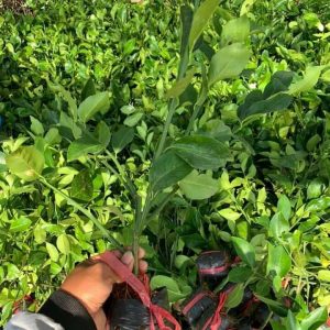 Cây giống chanh không hạt tứ quý bông tím trái chùm