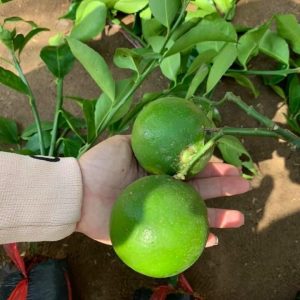 Cây giống chanh không hạt tứ quý bông tím trái chùm