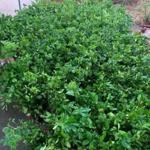 Cây giống chanh không hạt tứ quý bông tím trái chùm