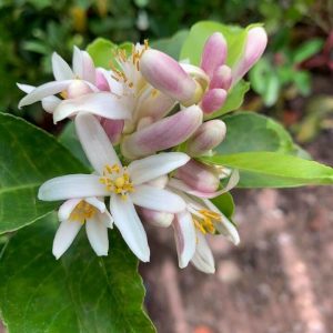 Cây giống chanh không hạt tứ quý bông tím trái chùm