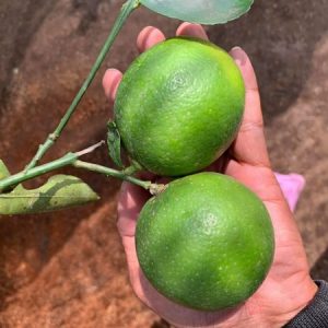 Cây giống chanh không hạt tứ quý bông tím trái chùm