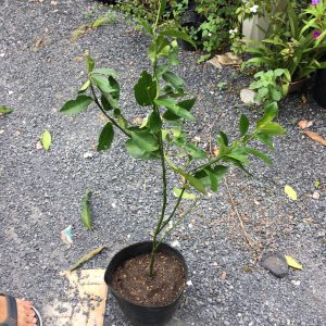 Cây giống chanh không hạt tứ quý bông tím trái chùm