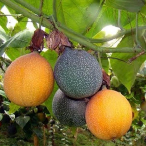 Gói 5 hạt giống chanh leo ngọt Colombia