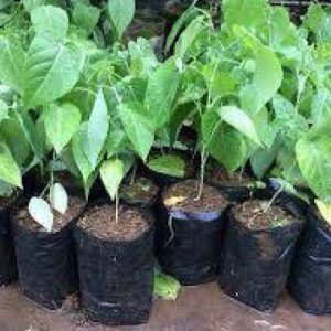 [Cây giống] Chanh leo ngọt vỏ vàng Colombia - Giống siêu ngọt, trái to, kháng sâu bệnh tốt