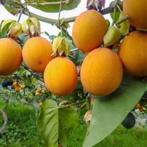 [Cây giống] Chanh leo ngọt vỏ vàng Colombia - Giống siêu ngọt, trái to, kháng sâu bệnh tốt