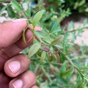 Cây giống chanh ngón tay trưởng thành sắp cho trái