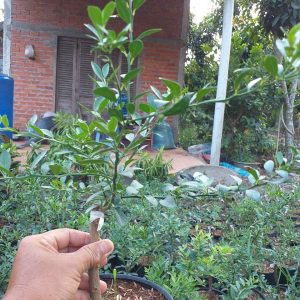 Cây giống chanh ngón tay