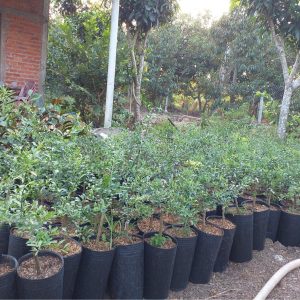 Cây giống chanh ngón tay