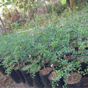 Cây giống chanh ngón tay trưởng thành sắp cho trái