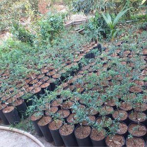 Cây giống chanh ngón tay