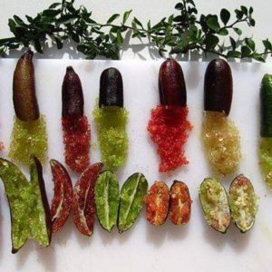 Cây giống chanh ngón tay trưởng thành sắp cho trái