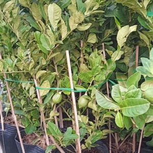 Chậu Chanh Vàng Eureka gốc chiết đang trái - Chanh Úc, Chanh Vàng Mỹ, Chanh Nước Hoa, Chanh Quảng Đông, Chanh Tây