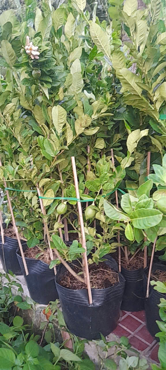 Chậu Chanh Vàng Eureka gốc chiết đang trái - Chanh Úc, Chanh Vàng Mỹ, Chanh Nước Hoa, Chanh Quảng Đông, Chanh Tây