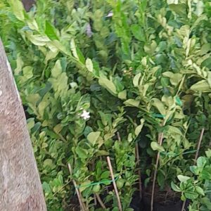 Chậu Chanh Vàng Eureka gốc chiết đang trái - Chanh Úc, Chanh Vàng Mỹ, Chanh Nước Hoa, Chanh Quảng Đông, Chanh Tây