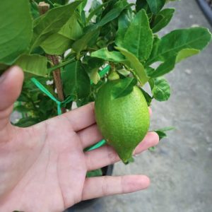 Chậu Chanh Vàng Eureka gốc chiết đang trái - Chanh Úc, Chanh Vàng Mỹ, Chanh Nước Hoa, Chanh Quảng Đông, Chanh Tây