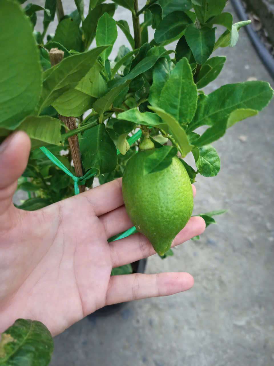 Chậu Chanh Vàng Eureka gốc chiết đang trái - Chanh Úc, Chanh Vàng Mỹ, Chanh Nước Hoa, Chanh Quảng Đông, Chanh Tây