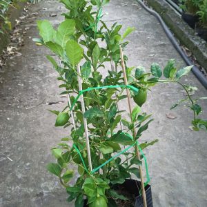 Chậu Chanh Vàng Eureka gốc chiết đang trái - Chanh Úc, Chanh Vàng Mỹ, Chanh Nước Hoa, Chanh Quảng Đông, Chanh Tây