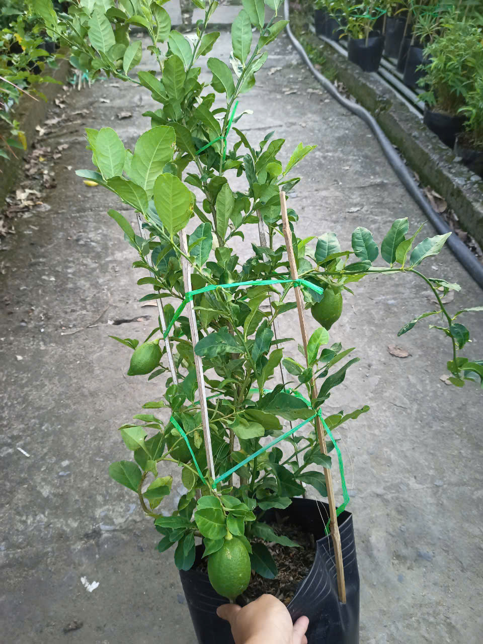 Chậu Chanh Vàng Eureka gốc chiết đang trái - Chanh Úc, Chanh Vàng Mỹ, Chanh Nước Hoa, Chanh Quảng Đông, Chanh Tây