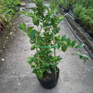 Chậu Chanh Vàng Eureka gốc chiết đang trái - Chanh Úc, Chanh Vàng Mỹ, Chanh Nước Hoa, Chanh Quảng Đông, Chanh Tây