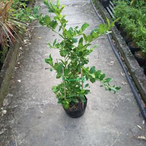 Chậu Chanh Vàng Eureka gốc chiết đang trái - Chanh Úc, Chanh Vàng Mỹ, Chanh Nước Hoa, Chanh Quảng Đông, Chanh Tây