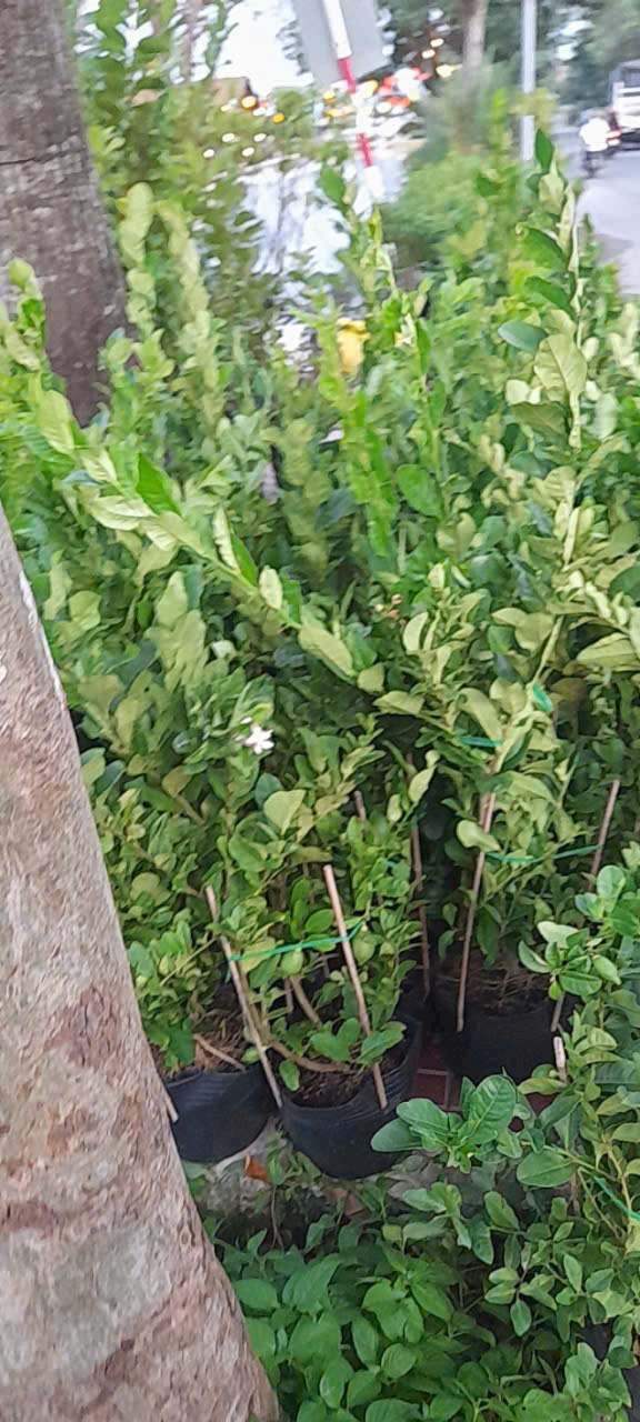 Chậu Chanh Vàng Eureka gốc chiết đang trái - Chanh Úc, Chanh Vàng Mỹ, Chanh Nước Hoa, Chanh Quảng Đông, Chanh Tây