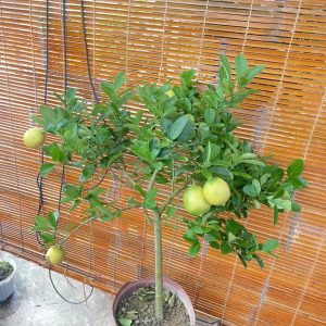 Chậu cây chanh vàng Mỹ dáng tree đang trái cao 1m2
