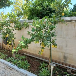 Chậu cây chanh vàng Mỹ dáng tree đang trái cao 1m2