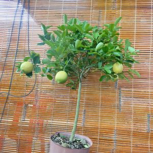 Chậu cây chanh vàng Mỹ dáng tree đang trái cao 1m2