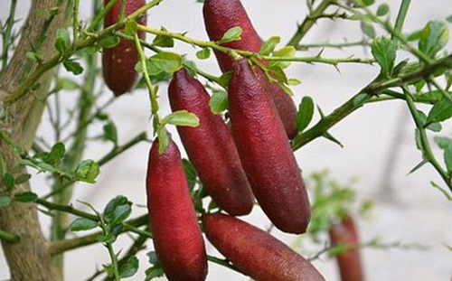 Chanh ngón tay giá vài triệu đồng một kg - VnExpress Kinh doanh