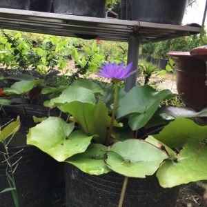 Chậu nhựa đen bít lỗ trồng sen súng loại 1 mềm dẻo dày đẹp