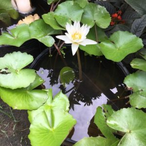 Combo 10 cái chậu nhựa đen bít lỗ trồng sen súng loại 1 mềm dẻo dày đẹp