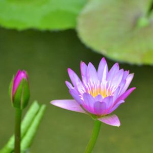 Chậu nhựa đen bít lỗ trồng sen súng loại 1 mềm dẻo dày đẹp