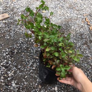 Chậu cây giống rau dền Nhật - cải Xoong Nhât- giống rau bổ dưỡng cực dễ trồng