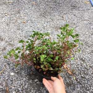 Chậu cây giống rau dền Nhật - cải Xoong Nhât- giống rau bổ dưỡng cực dễ trồng