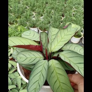 Chậu cây đuôi công