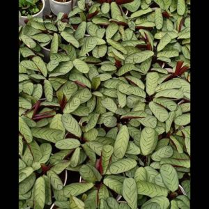 Chậu cây đuôi công