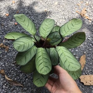 Chậu cây đuôi công