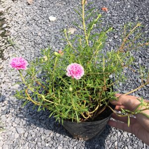 Chậu cây giống hoa Mười Giờ (10h) Thái kép mix đủ 10 màu trồng ổn định