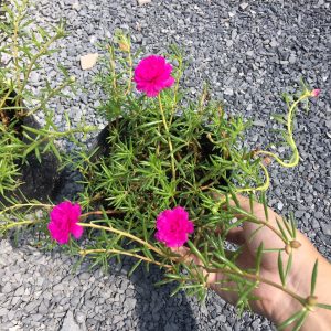 Chậu cây giống hoa Mười Giờ (10h) Thái kép mix đủ 10 màu trồng ổn định