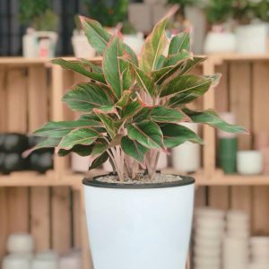 Chậu trồng cây thông minh tự tưới nước - đường kính chậu 11cm