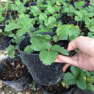 combo 2 dâu NZL + 1 chậu dâu nhật + hạt giống + 1 phân túi lọc 500gr