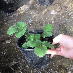 Chậu cây giống dâu Hà Lan hoa hồng trồng ổn định đang sắp cho hoa hoặc đẻ ngó - Giống siêu chịu nhiệt, trái thơm và ngọt thanh