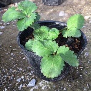 combo 2 dâu NZL + 1 chậu dâu nhật + hạt giống + 1 phân túi lọc 500gr