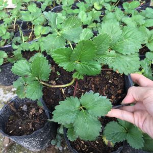 Chậu cây giống dâu Hà Lan hoa hồng trồng ổn định đang sắp cho hoa hoặc đẻ ngó - Giống siêu chịu nhiệt, trái thơm và ngọt thanh