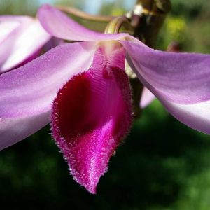 Cây giống lan Giả Hạc Châu Như