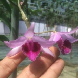 Cây giống lan Giả Hạc Châu Như