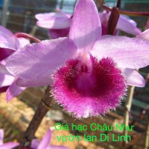 Cây giống lan Giả Hạc Châu Như